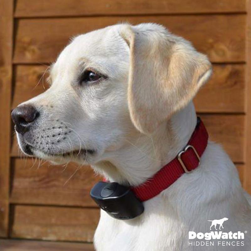 Images DogWatch by Top Dog Pet Fence