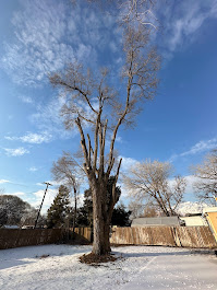 FILI Tree Expert & Landscaping LLC Image