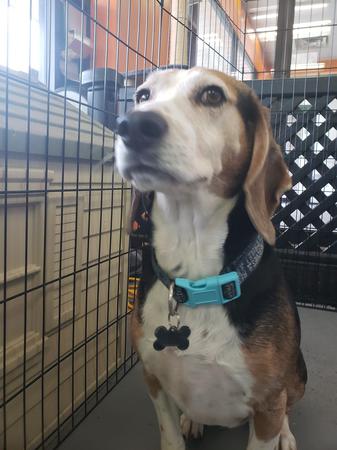 Images Highland Pets