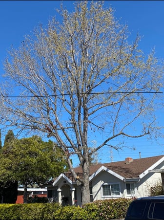 Images Sagrero Tree Service