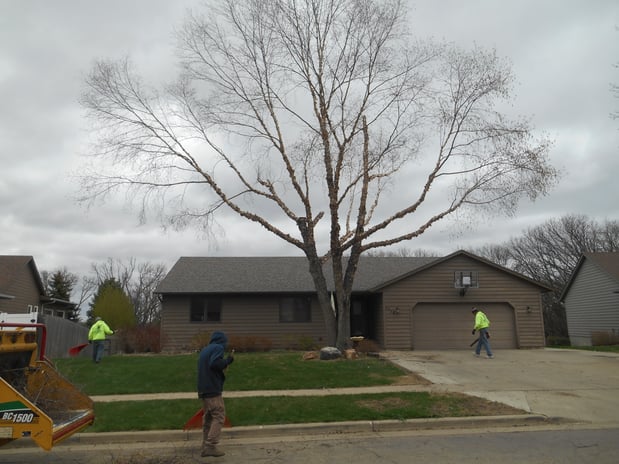 Images Wellman Tree Service