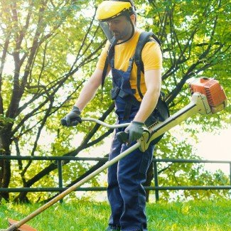 La rose du jardin arboriculture et production de fruits