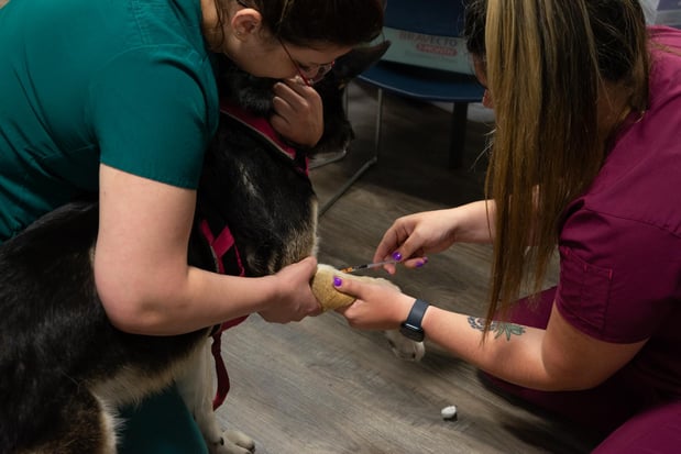 Images Furgent Care Vet