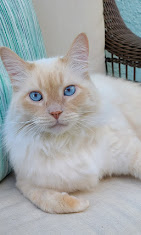 Images The Coastal Cat Resort And Spa