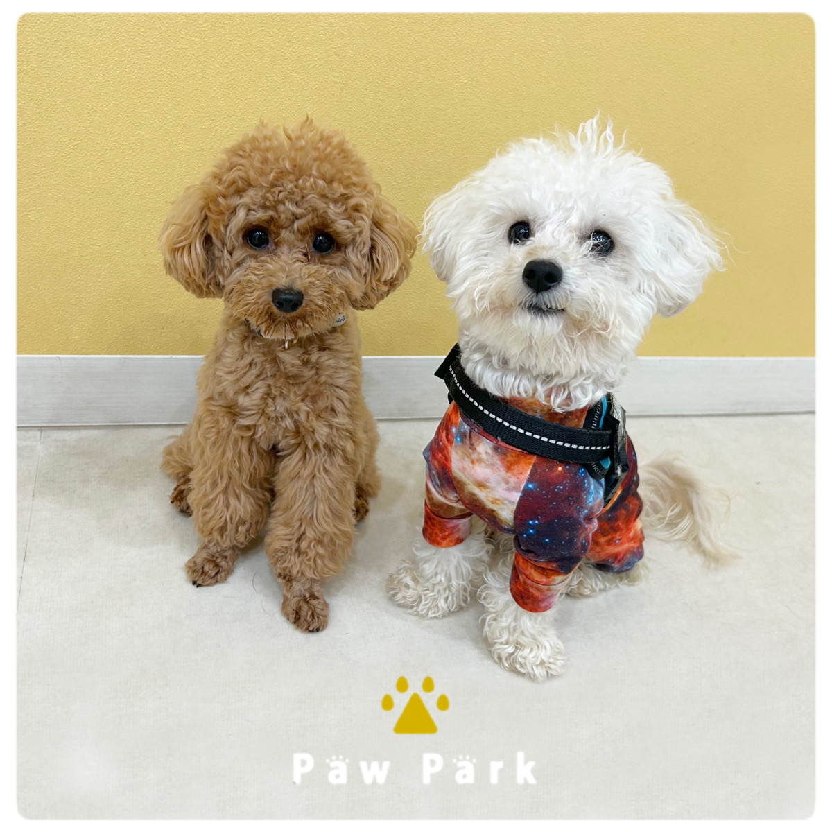 Images PawPark 犬のようちえん 高槻店