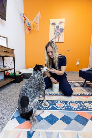 Images PetVet365 Pet Hospital Denver/Westminster