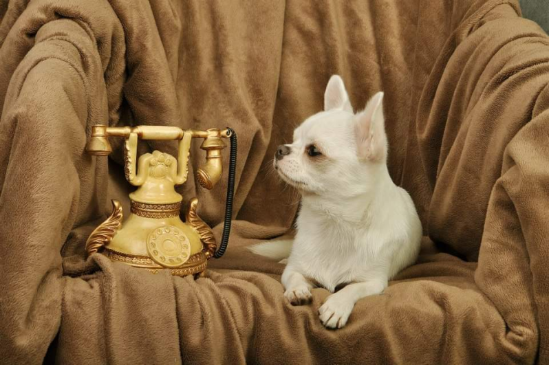 Images Allevamento Chihuahua Maksivon Lombardia