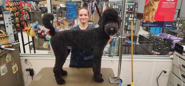 Images Petco Grooming