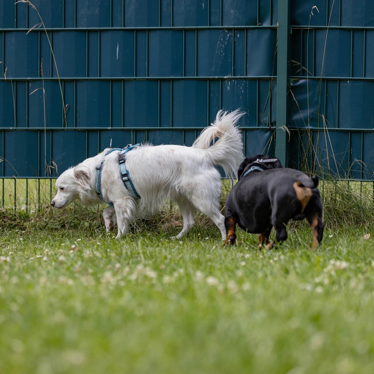 Hundetraining Zum Dream-Team in Castrop-Rauxel