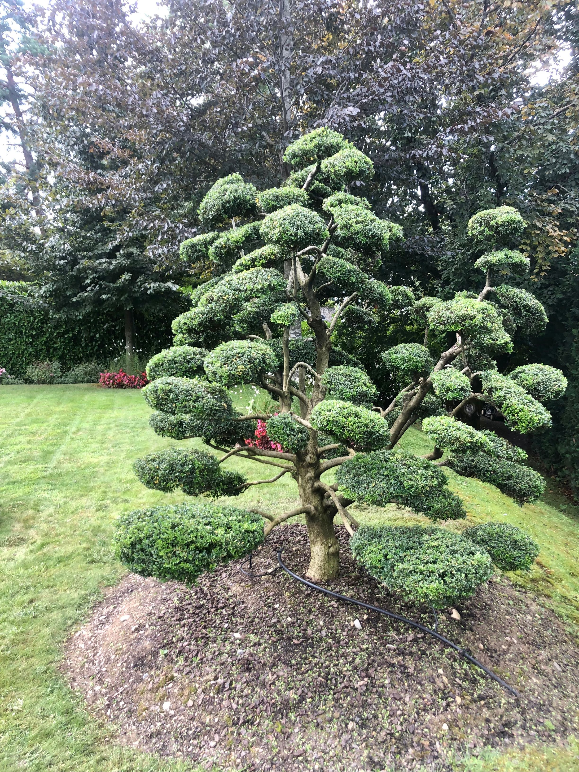 Bilder Royal Jardin sarl