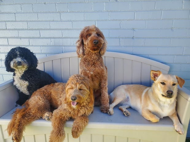 Images Dog House Denver