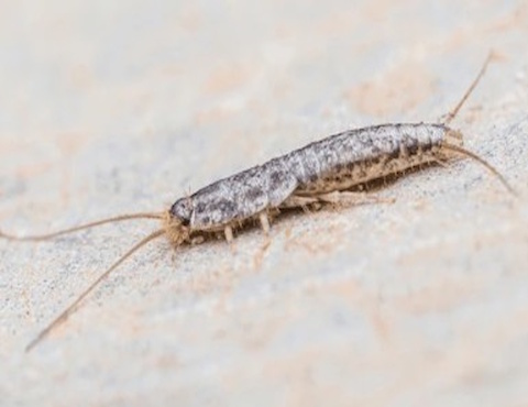 Your Local Pest Buster 7