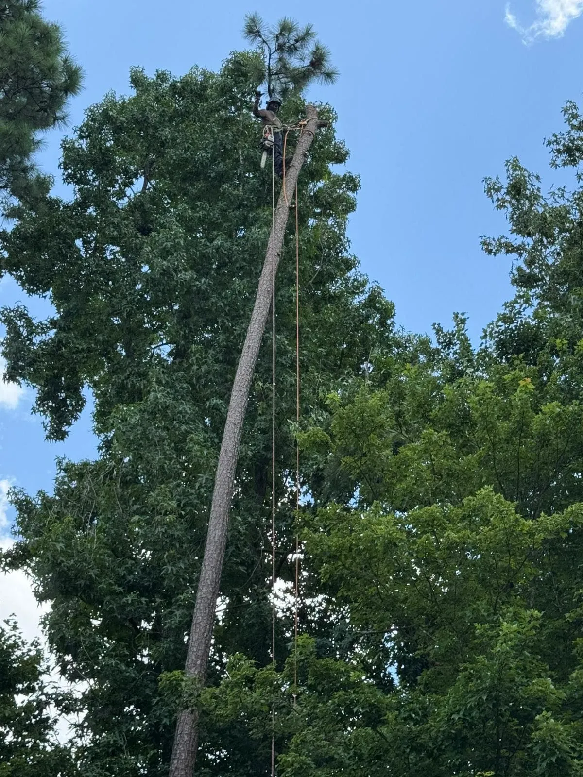 Mencor's Tree Service Image