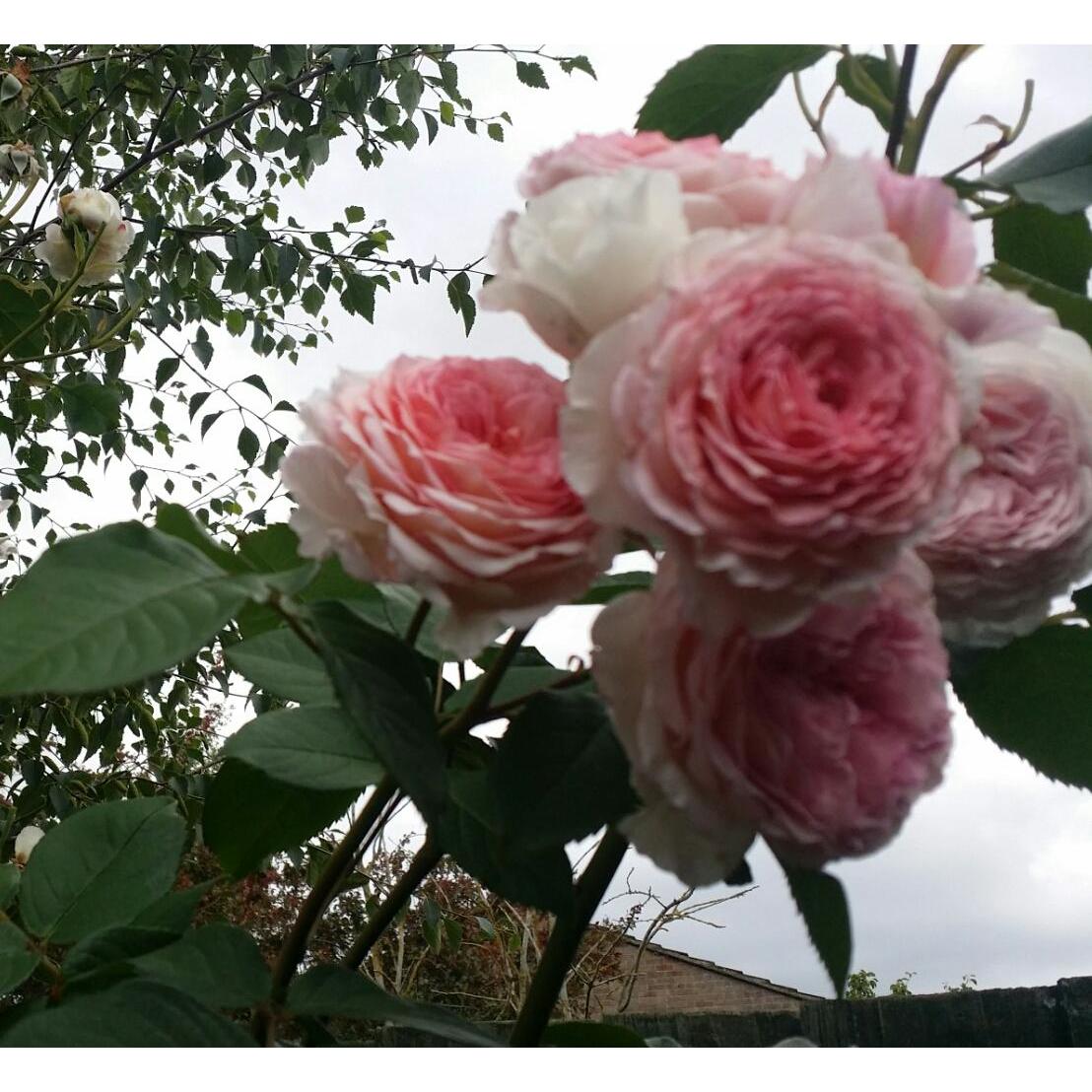 Alices Wonder Land Gardening Services In Bicester 3 Burns Alices Wonder Land Gardening Services