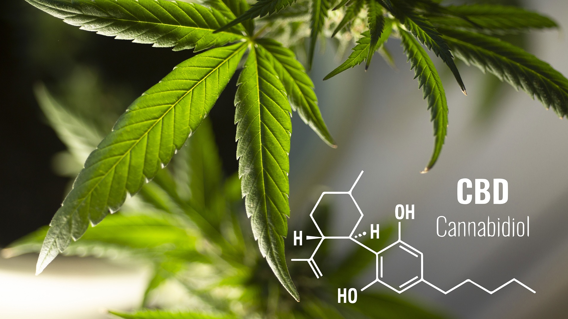 Bilder CBD Shop - GreenZone