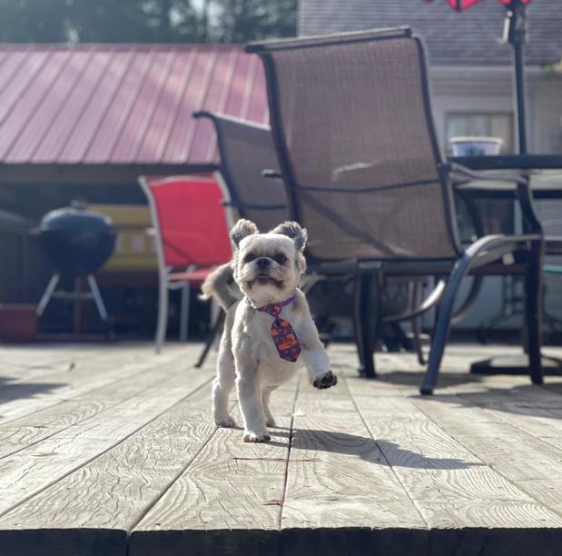 Images Space Coast Mobile Dog Grooming
