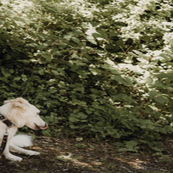Bilder A-Z-Hundetraining