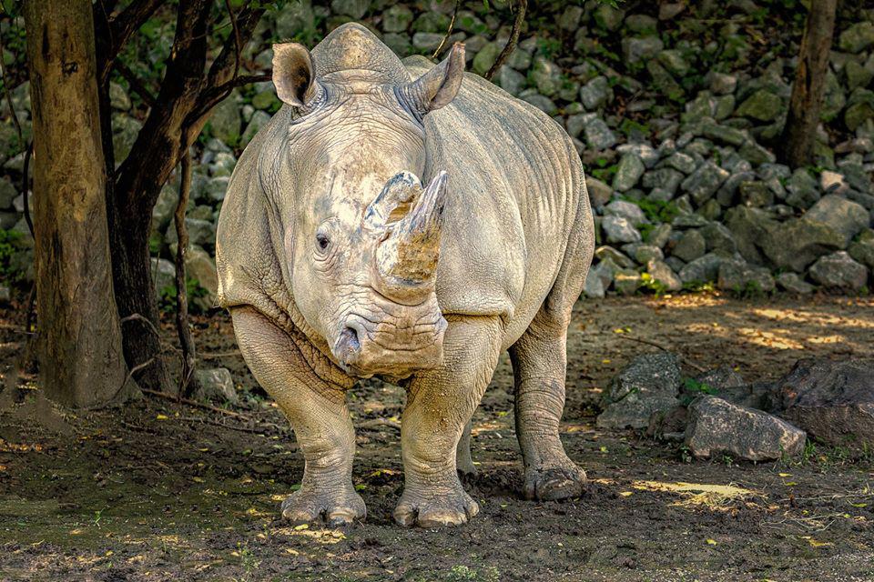 Memphis Zoo Photo