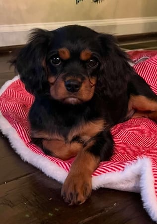 Images Judy's Cavaliers