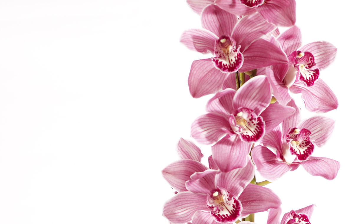 LE FLEURISTE.CH GmbH, Limmatstrasse 189 in Zürich