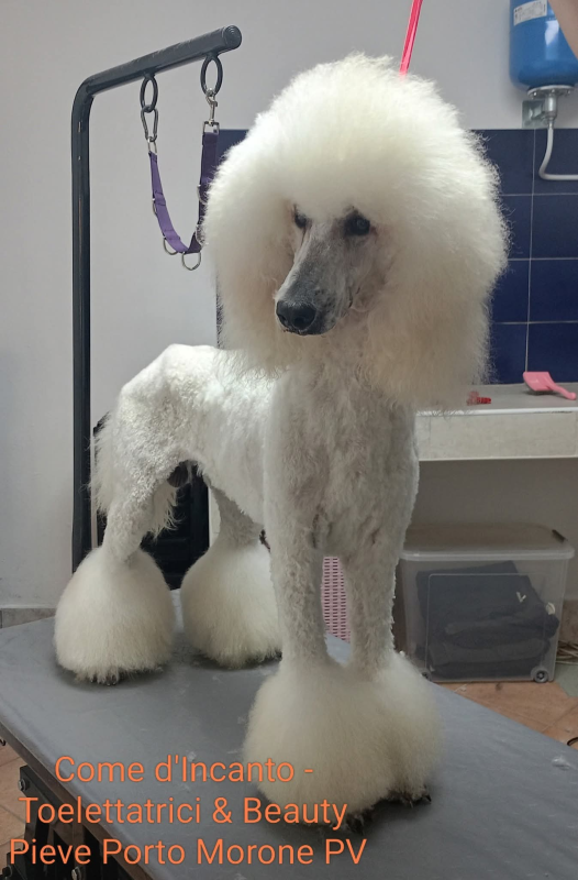 Images Come D'Incanto Toelettatrici e Beauty