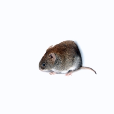 Images Mice Mob Exterminators