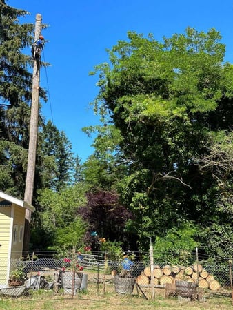 Images Brothers Tree service & Landscaping