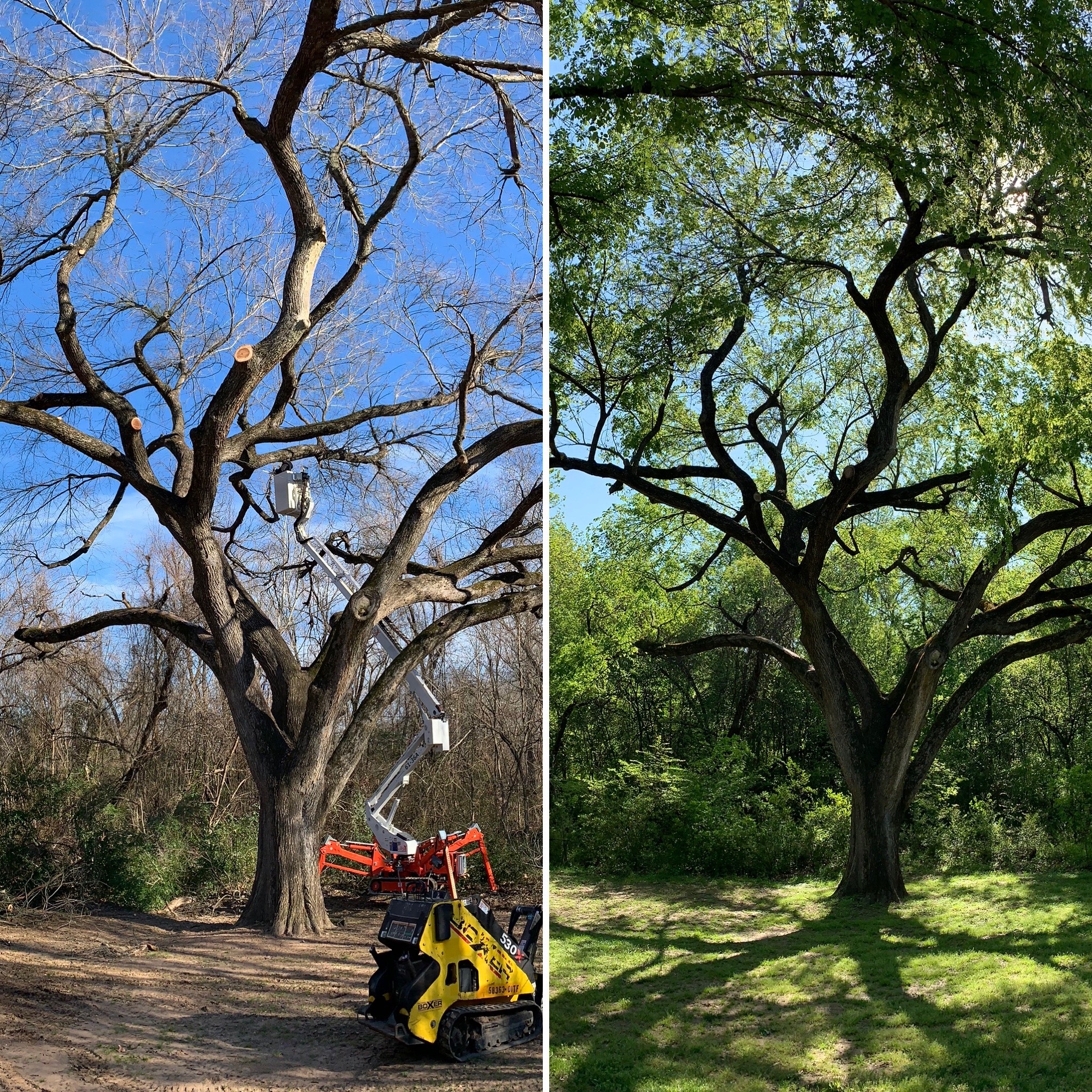 T & M Tree Service Photo