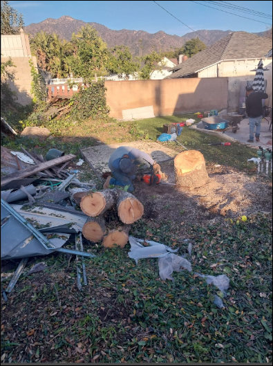 Antonio Hauling Demolition & Junk Removal - Tree trimming