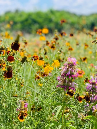 Images A Joy Story Photography