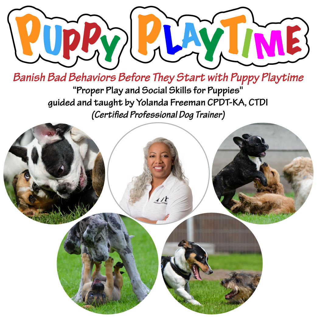Image of Local Pet Event (FREE) PUPPY PLAYTIME, twice a month! Nearby