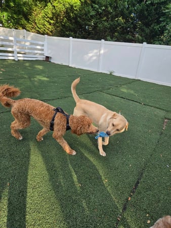 Images Wag Watchers DayCare & Spa