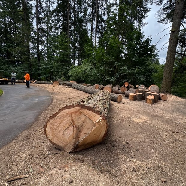 Images Alexa's Tree Service