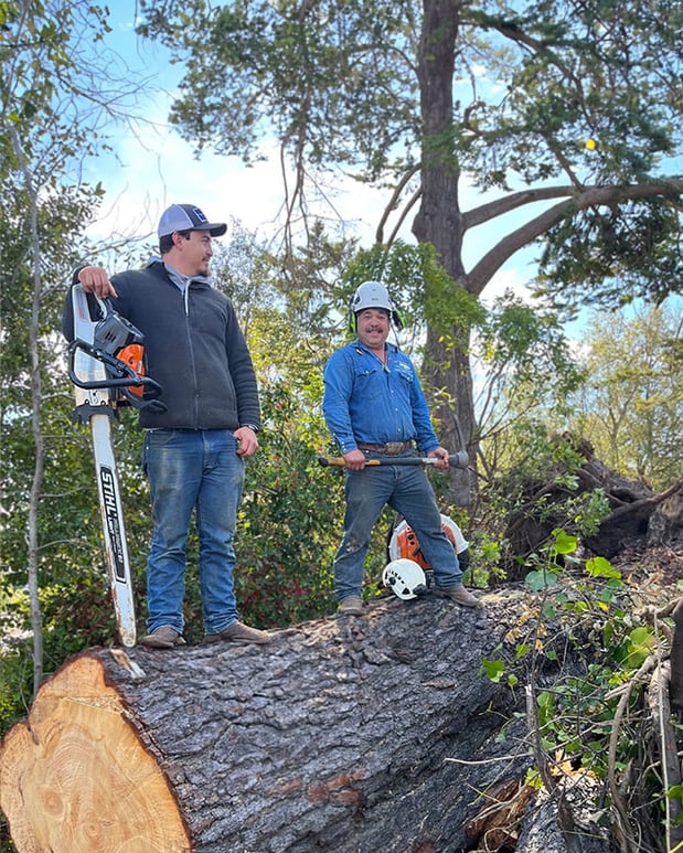 Images La Sirenita Tree Service