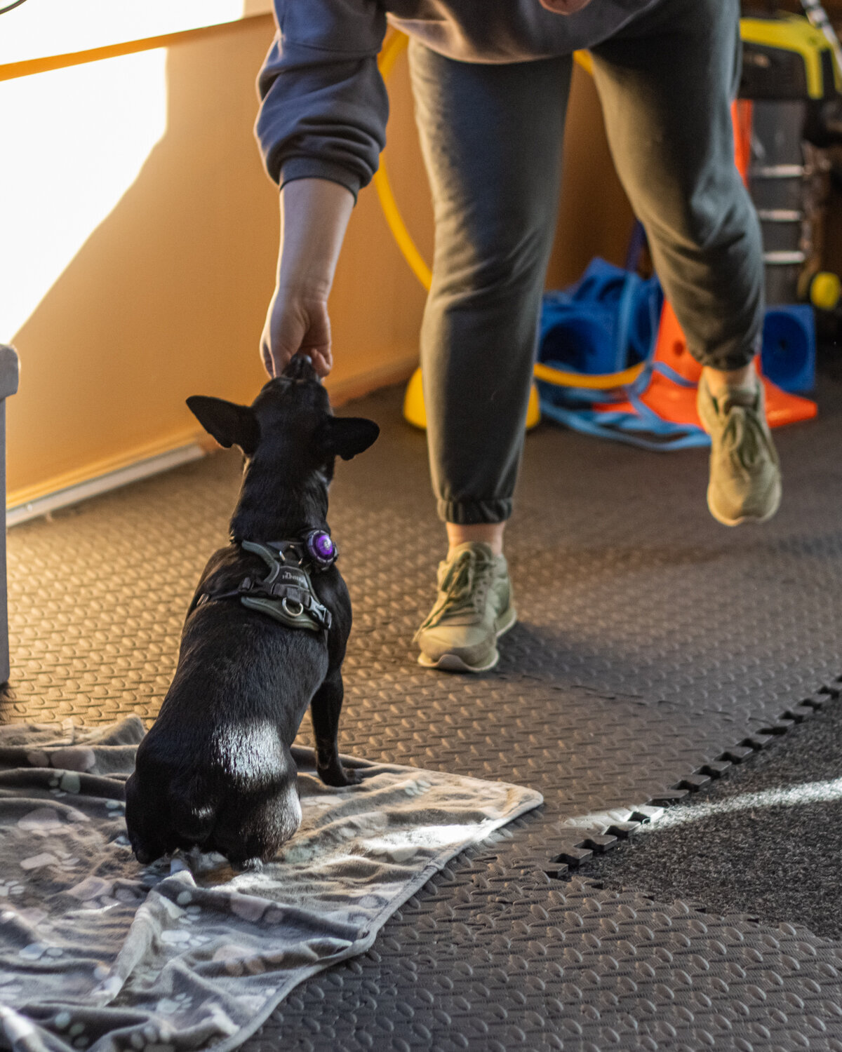 Bilder Hundezentrum Lapki