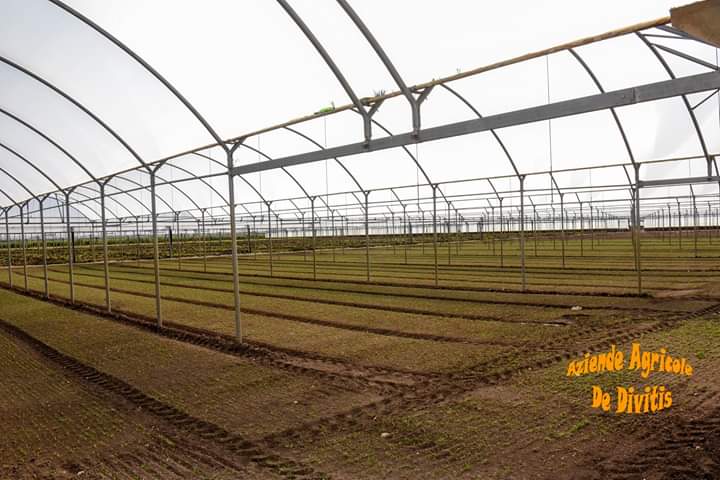 Images Aziende Agricole De Divitiis