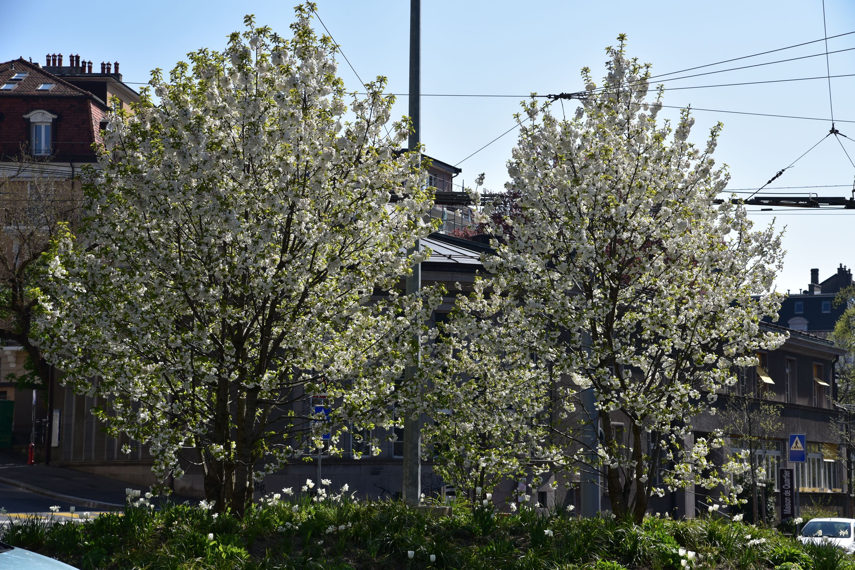 Bilder Espace Arbres Monod SA