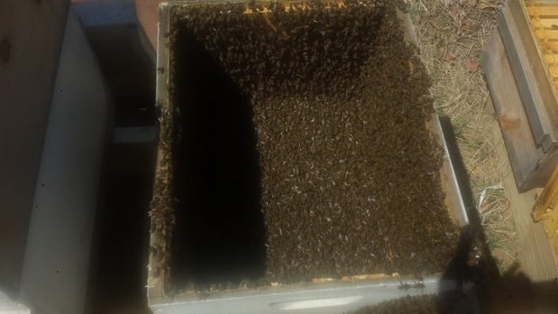 Images Xtreme Pest Management Inc