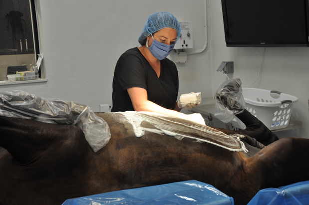 Images Palm Beach Equine Clinic