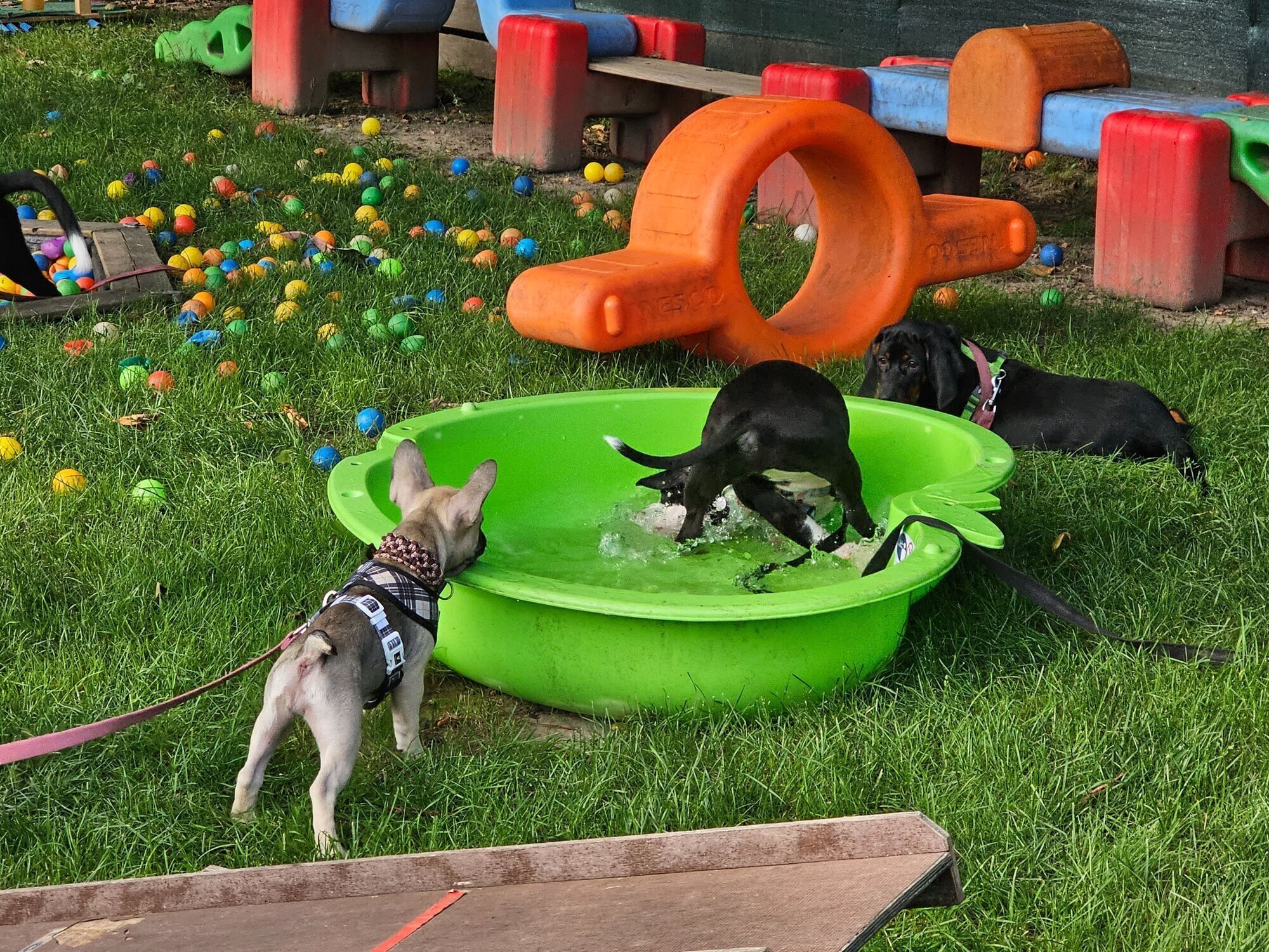 Bilder Miris Hundeschule
