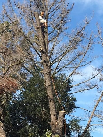 Images Am/Pm Tree Service, Inc.