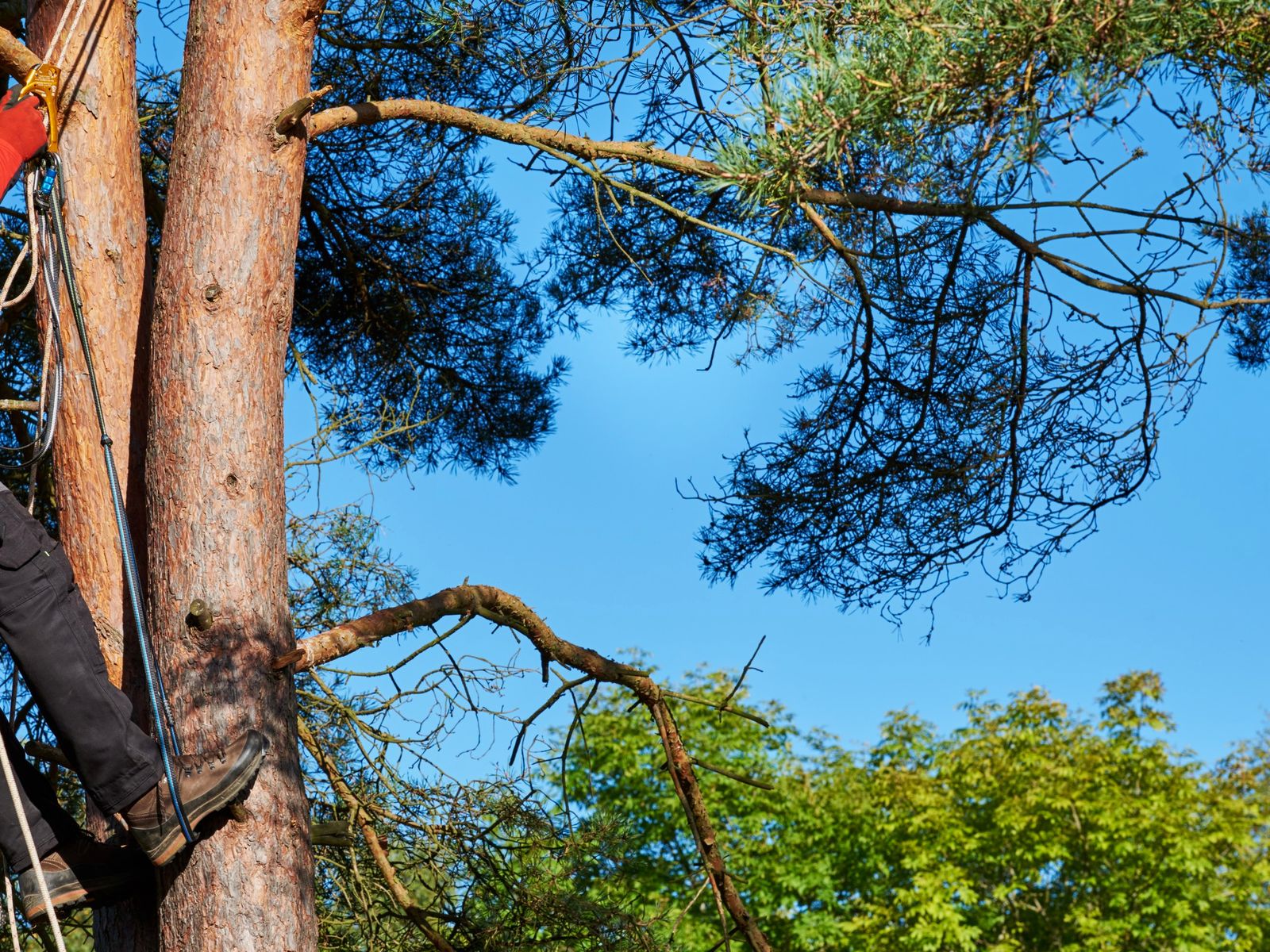 Aspen tree operations inc