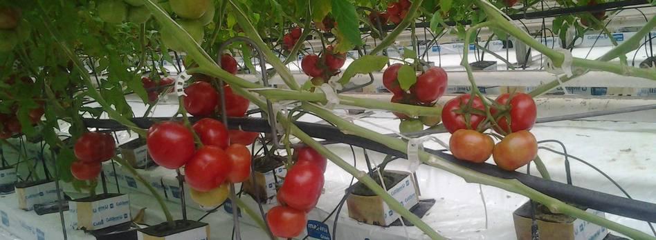 Images Árpád Biokontroll 2003 Kft.