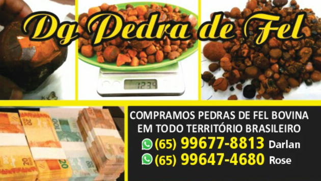 Images Dg pedras de fel bovinos