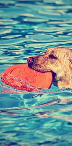 Bilder Dogvitality - Praxis für Hundephysiotherapie