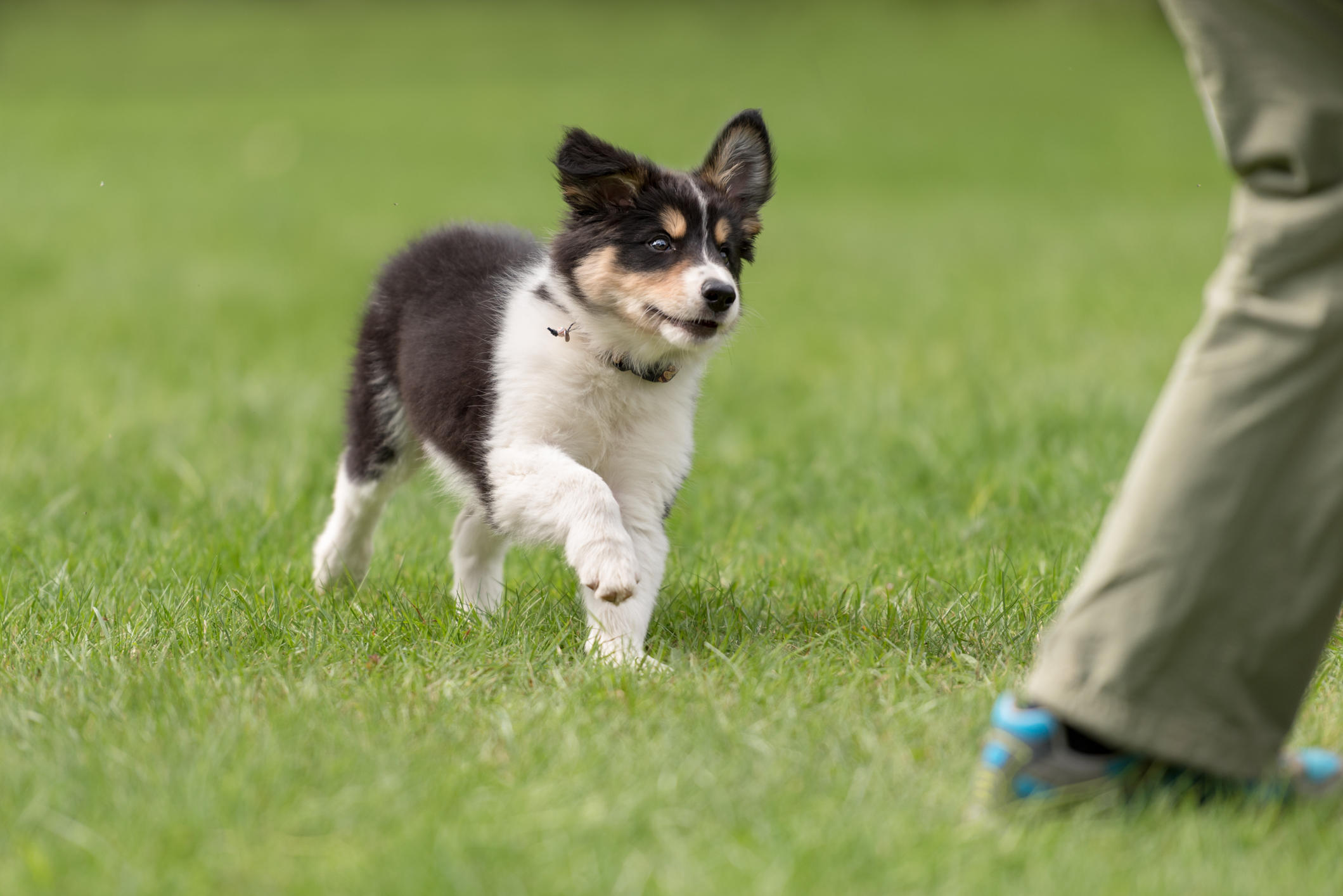 What to Expect Before Putting Your Dog in a Training Program