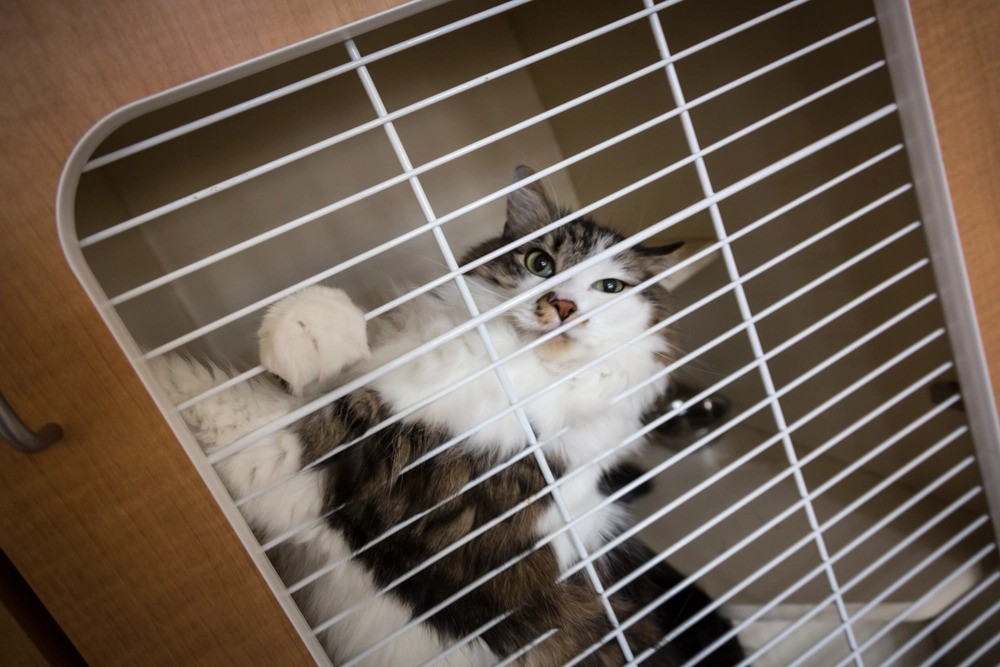Cat laying down and relaxing in boarding suite