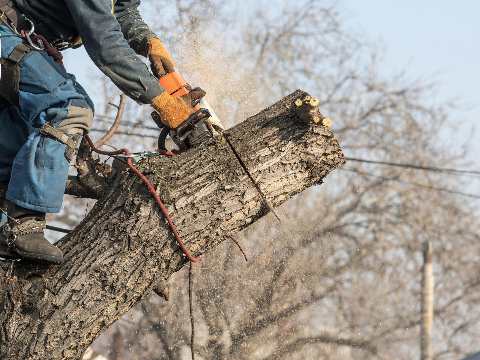 Grizzly Tree Service
