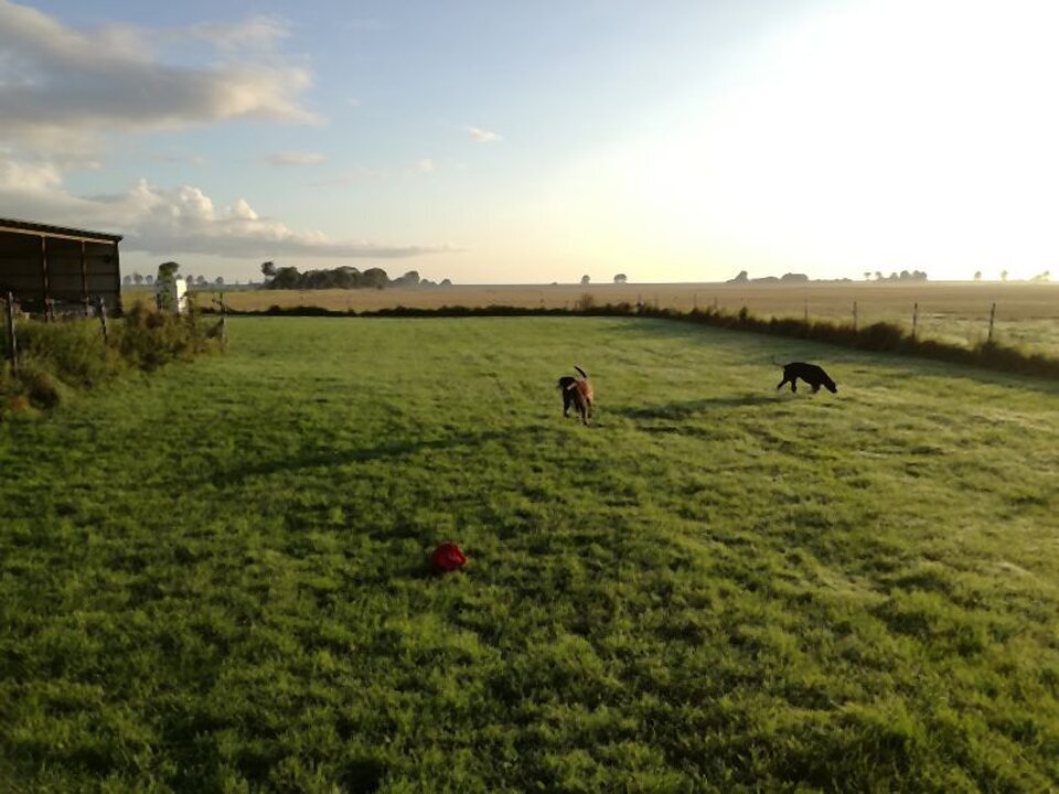 DogWaysCenter Moiken Plath - Hundephysio, Hundehotel/Pension, Hundetraining, Andreßenweg 1 in Friedrichskoog