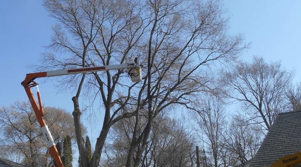 Images Wellman Tree Service